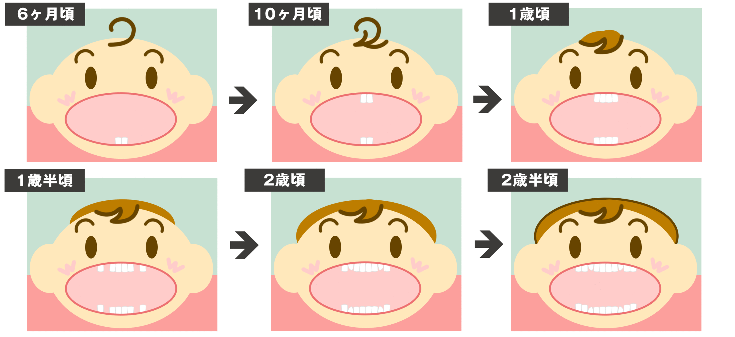 乳歯の生える順番