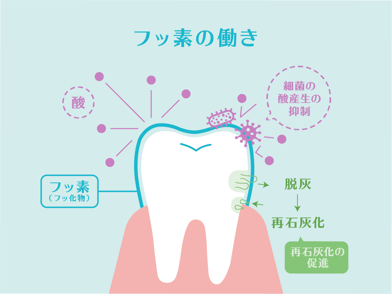 フッ素の働き・野田市・いちファミリー歯科医院